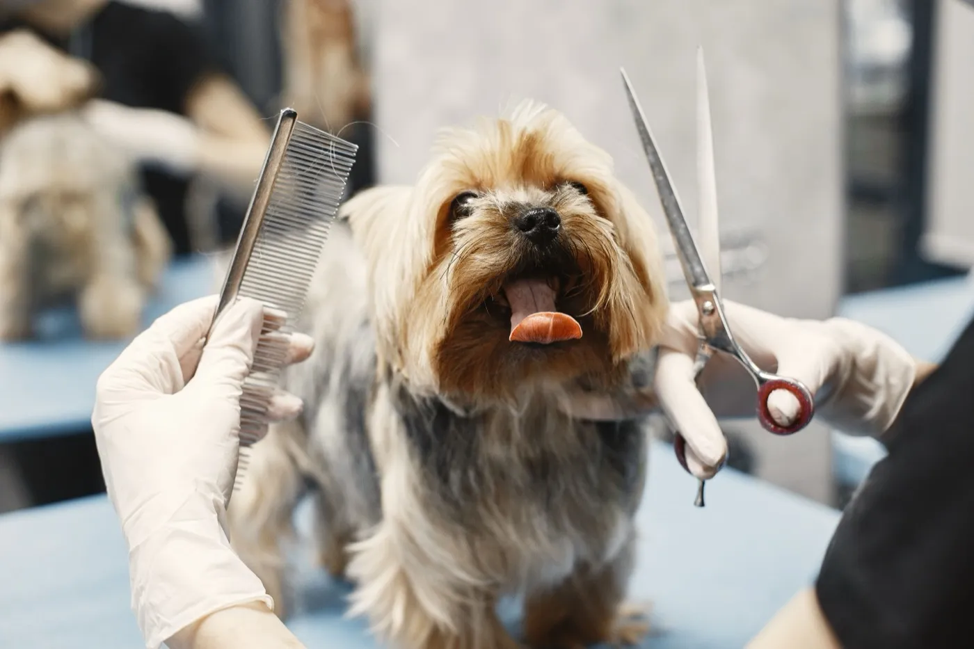 Kleiner Hund wird im Hundesalon mit Kamm und Schere frisiert.