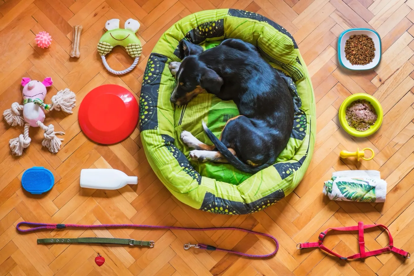Hund schläft in seinem Körbchen, ringsum liegen Leine, Näpfe, Spielzeug und Futter.