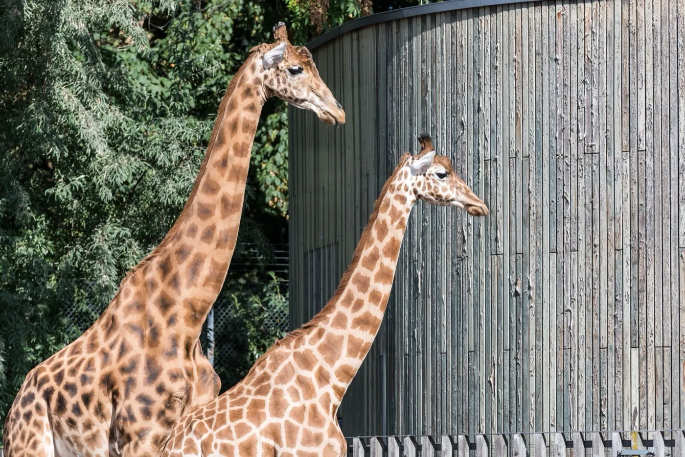 Zwei Giraffen stehen nebeneinander in ihrem Gehege.